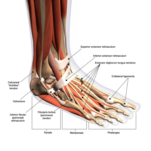 Anatomie van de voet